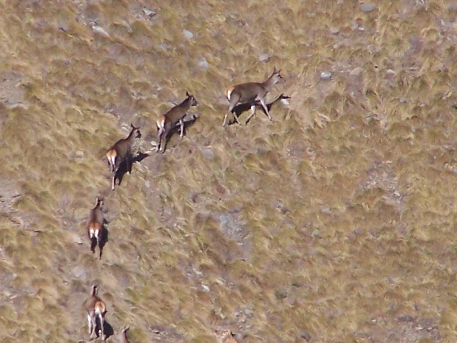 PASSIONE PER IL CERVO